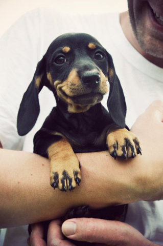 smiling daschund